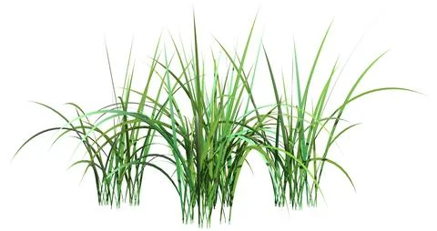3D Rendering Patch of Grass on White Stock Illustration