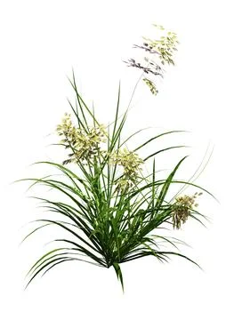 3D Rendering Patch of Grass on White Ilustración de archivo