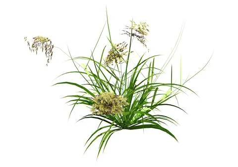 3D Rendering Patch of Grass on White Ilustración de archivo