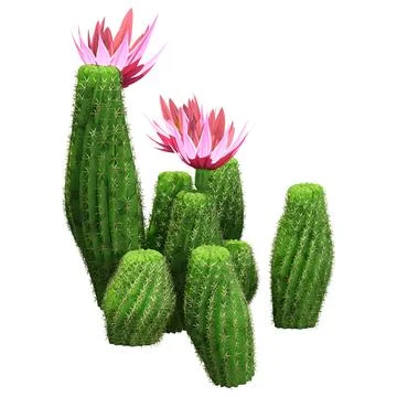 3D Rendering Peanut Cactus on White Stock Illustration