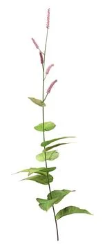 3D Rendering Persicaria Amplexiculis Plant on White Stock Illustration