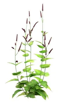 3D Rendering Persicaria Amplexiculis Plant on White Stock Illustration