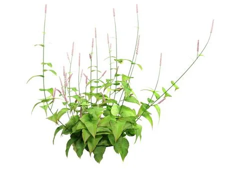 3D Rendering Persicaria Amplexiculis Plant on White Stock Illustration