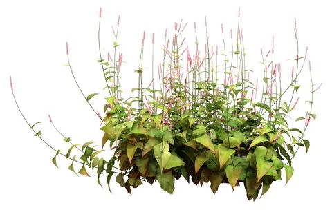 3D Rendering Persicaria Amplexiculis Plant on White Stock Illustration