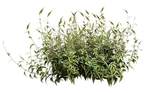 3D Rendering Persicaria Purple Sensation Plant on White Stock Illustration