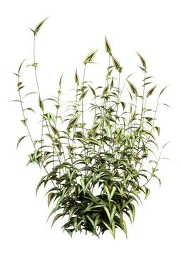 3D Rendering Persicaria Purple Sensation Plant on White Stock Illustration