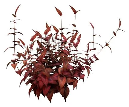 3D Rendering Persicaria Red Dragon Plant on White Stock Illustration