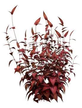 3D Rendering Persicaria Red Dragon Plant on White Stock Illustration
