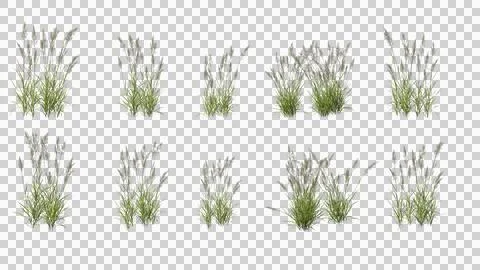 3d rendering of phragmites Stock Photos