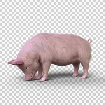 3D rendering of a pig eating from the ground isolated on a transparent backgr Illustrazione stock