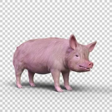 3D rendering of a pig isolated on a transparent background. Stock Illustration