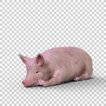 3D rendering of a pig lying on the ground solated on a transparent background Stock Illustration