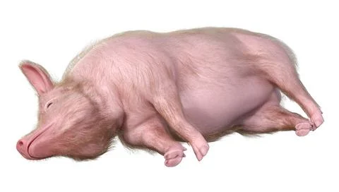 3D Rendering Pig on White Stock Illustration