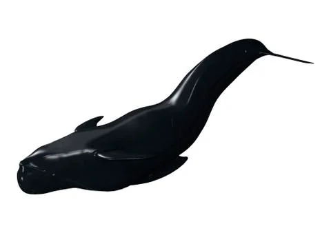 3D Rendering Pilot Whale on White Stock Illustration