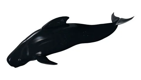 3D Rendering Pilot Whale on White Illustrazione stock