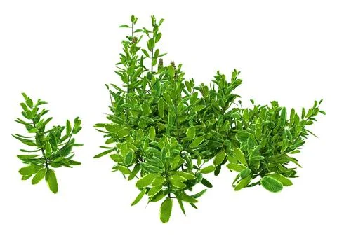 3D Rendering Pinapple Mint on White Stock Illustration
