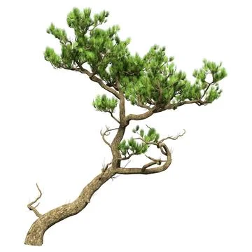 3D Rendering Pine Tree on White Stock Illustration