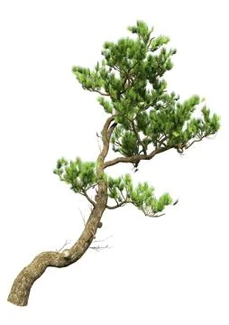 3D Rendering Pine Tree on White Stock Illustration