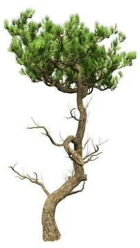 3D Rendering Pine Tree on White Stock Illustration