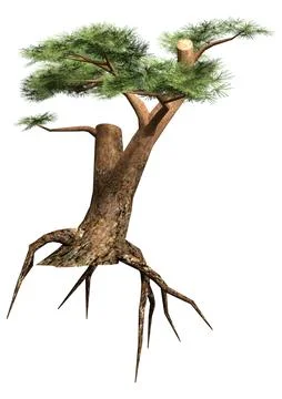 3D Rendering Pine Tree on White Stock Illustration
