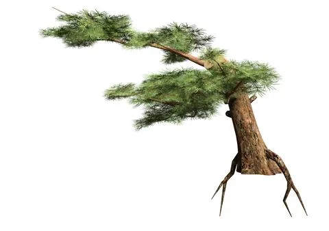 3D Rendering Pine Tree on White Stock Illustration