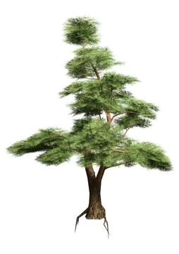 3D Rendering Pine Tree on White Stock Illustration