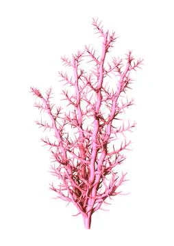 3D Rendering Pink Coral on White Illustrazione stock