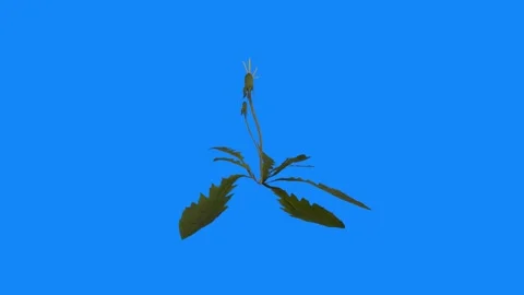 3D rendering of a plant growing against a blue background Stock-Footage 297584470