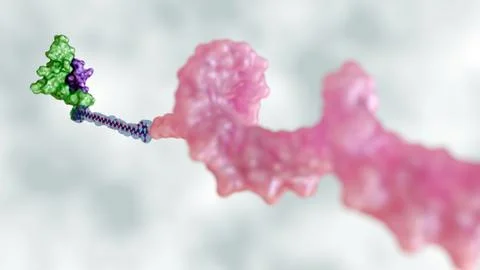 A 3d rendering of POC is chemically attached to a small protein Stock Illustration
