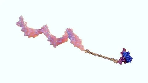 A 3d rendering of POC structure is chemically attached to a protein Stock Illustration
