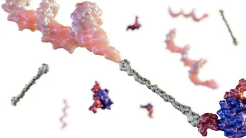 A 3d rendering of POC structure is chemically attached to a protein Stock Illustration