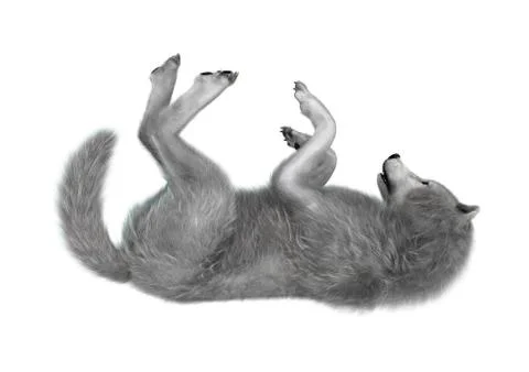 3D Rendering Polar Wolf on White Stock Illustration
