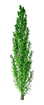 3D Rendering Poplar Tree on White Stock Illustration
