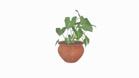 3D rendering of a potted plant with green leaves in a clay pot Stock Footage 303594920