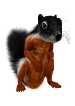 3D Rendering Prevost Squirrel on White Stockillustratie