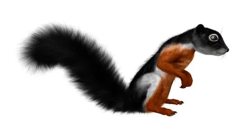 3D Rendering Prevost Squirrel on White Stockillustratie