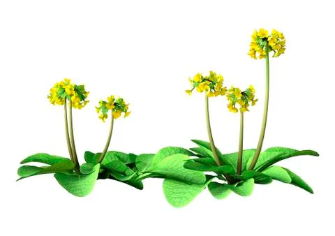 3D Rendering Primula Veris Flowers on White Stock Illustration