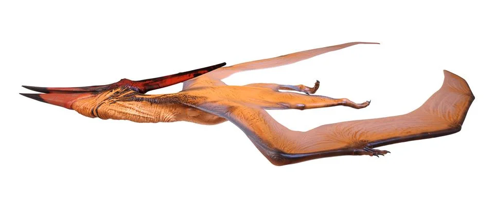 3D Rendering Pteranodon on White Illustrazione stock