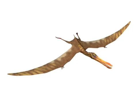 3D Rendering Pterodactyl Anhanguera on White Stock Illustration