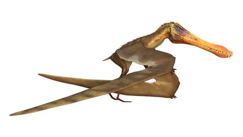 3D Rendering Pterodactyl Anhanguera on White Stock Illustration