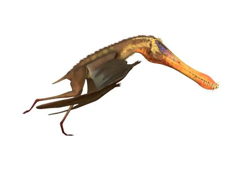 3D Rendering Pterodactyl Anhanguera on White Stock Illustration