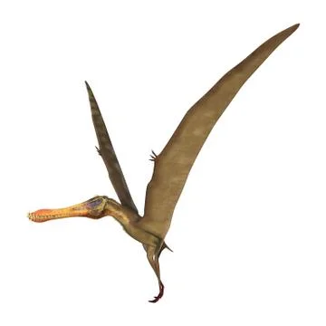 3D Rendering Pterodactyl Anhanguera on White Stock Illustration