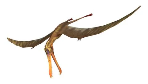 3D Rendering Pterodactyl Anhanguera on White Illustrazione stock