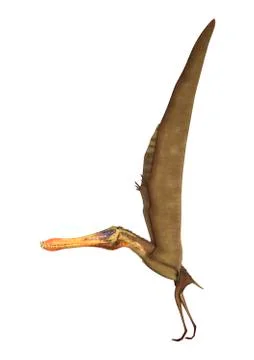 3D Rendering Pterodactyl Anhanguera on White Stock Illustration