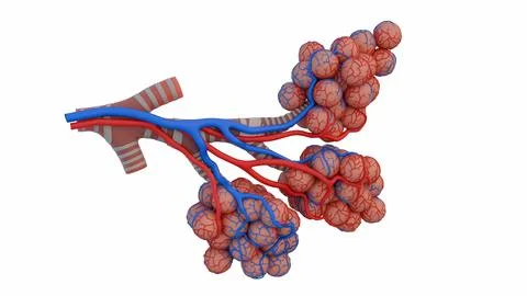 3D rendering of pulmonary alveoli surrounded by red and blue capillary networks Stock Illustration