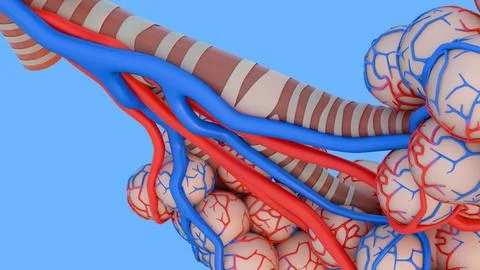 3D rendering of pulmonary alveoli surrounded by red and blue capillary networks Stock Illustration