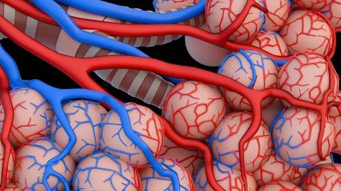 3D rendering of pulmonary alveoli surrounded by red and blue capillary networks Stock Illustration