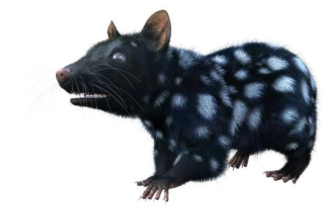 3D Rendering Quoll Animal on White Illustration