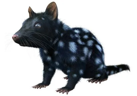 3D Rendering Quoll Animal on White Illustration