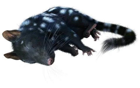 3D Rendering Quoll Animal on White Ilustração Stock